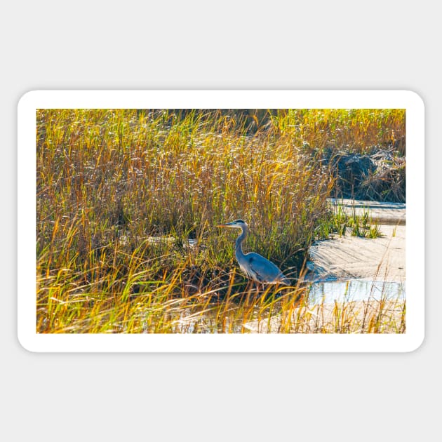 Great Blue Heron in breeding plumage stands at the water’s edge at Hatches Harbor near Provincetown.  Looks great on phone case or as a canvas print on your wall Sticker by brians101